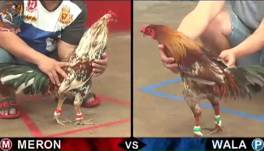 Cách chơi đá gà Thomo - Một số kinh nghiệm cho người mới bắt đầu