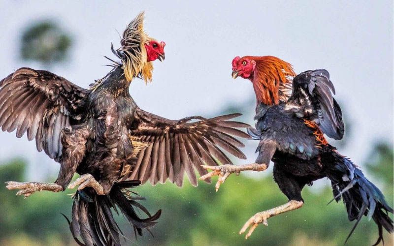 Cách chơi đá gà Thomo - Một số kinh nghiệm cho người mới bắt đầu