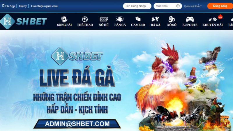 SHBet - Thương hiệu cá cược đẳng cấp, dẫn đầu xu hướng