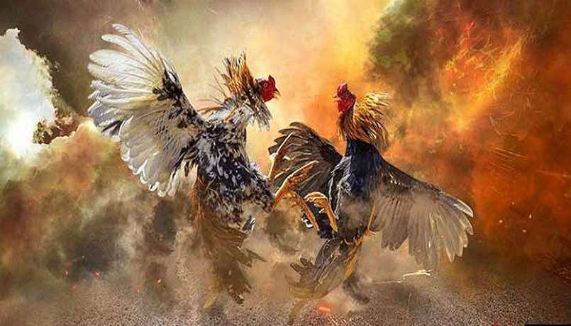 Cách chơi đá gà Thomo - Một số kinh nghiệm cho người mới bắt đầu